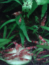 &copy; Zierfischfreunde Immenhausen-Holzhausen